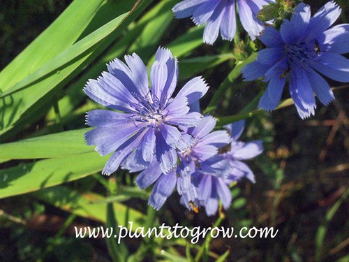 Chicory (Cichorium intybus)